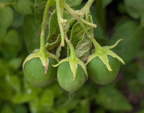 potato