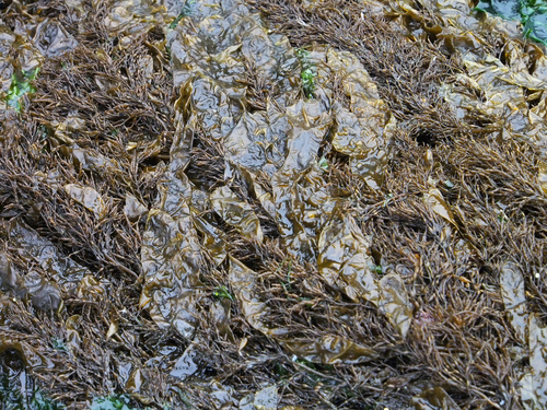 Coilodesme californica observed 2025-06-26