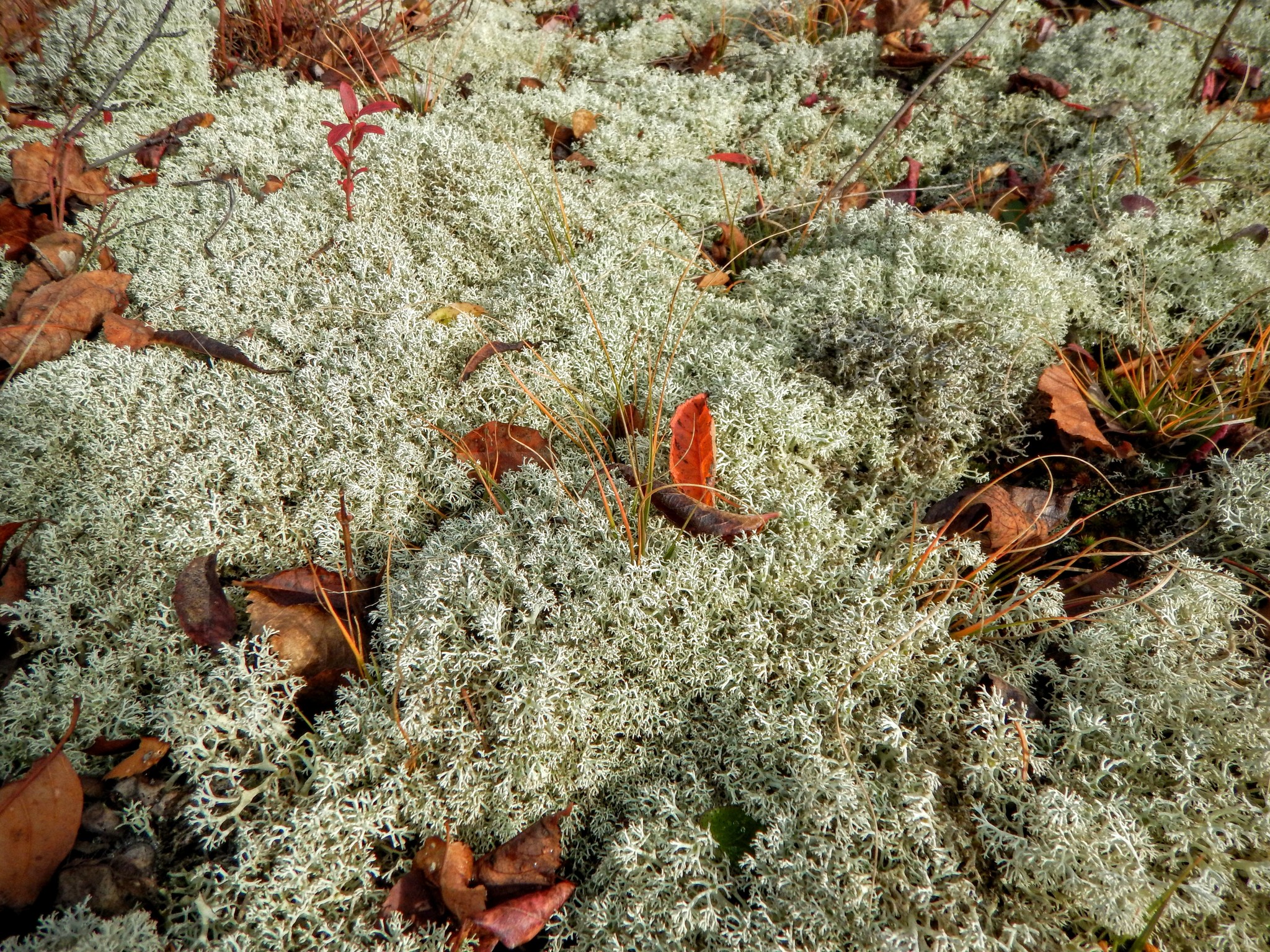 Cladonia mitis image