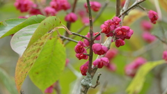 Euonymus europaeus