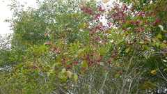 Euonymus europaeus