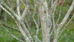 Euonymus europaeus
