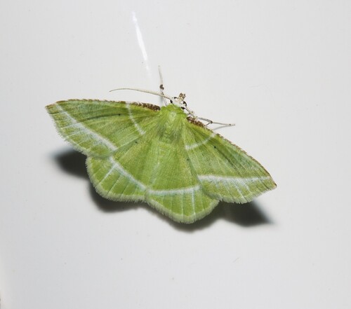 Showy Emerald photo 3