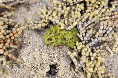 Microdictyon mutabile