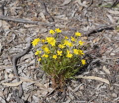 Senecio spanomerus