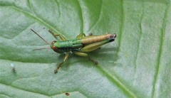 Caryanda spuria