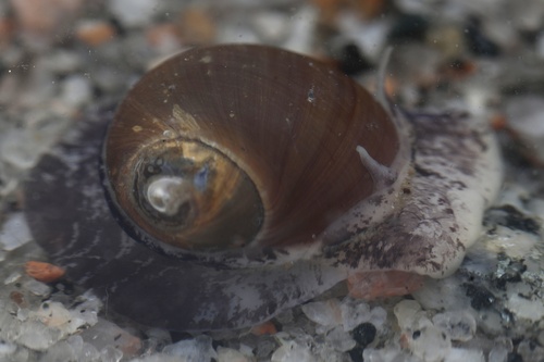 Arctic moonsnail