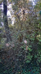 Philadelphus pekinensis