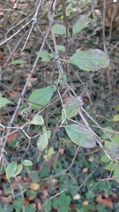 Philadelphus pekinensis