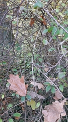 Philadelphus pekinensis