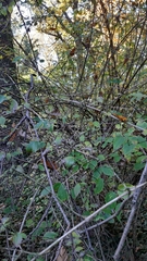 Philadelphus pekinensis