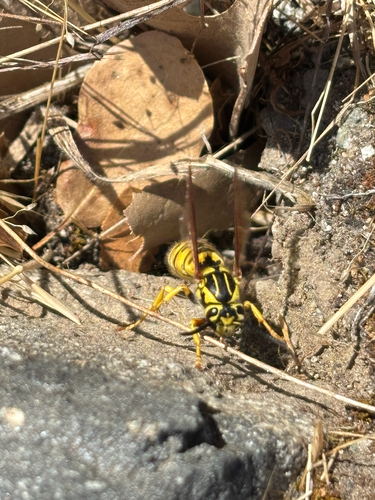 iNaturalist observation photo of California Yellowjacket