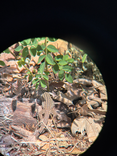 iNaturalist observation photo of Western Whiptail