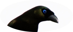 Crypsirina temia