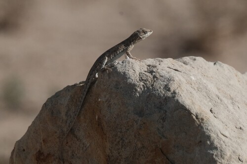 Common Side-blotched Lizard