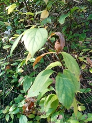 Philadelphus tomentosus