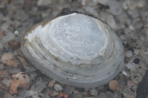 Macoma calcarea, 2025-07-22