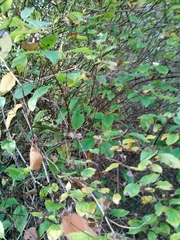 Philadelphus tomentosus