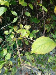 Philadelphus tomentosus