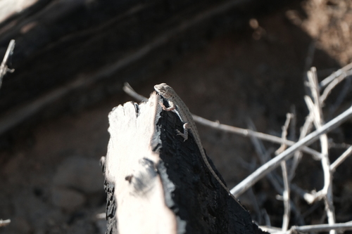 Common Side-blotched Lizard