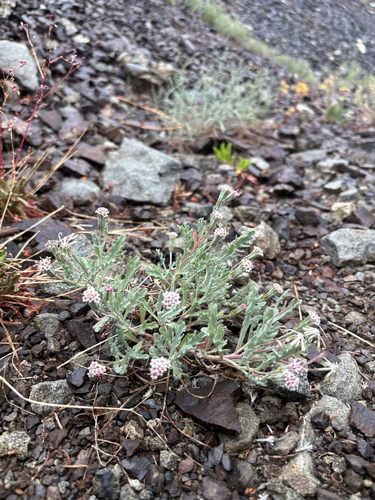 Thompson's Pincushion (Chaenactis thompsonii)