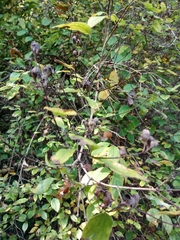 Philadelphus tomentosus