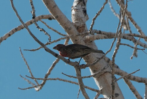 House Finch