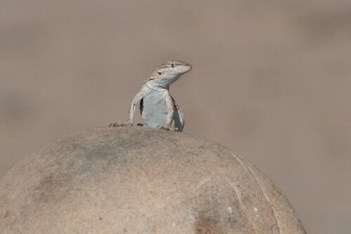 Common Side-blotched Lizard