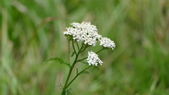 Achillea millefolium