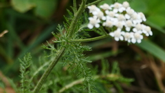 Achillea millefolium