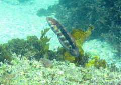 Eupetrichthys angustipes