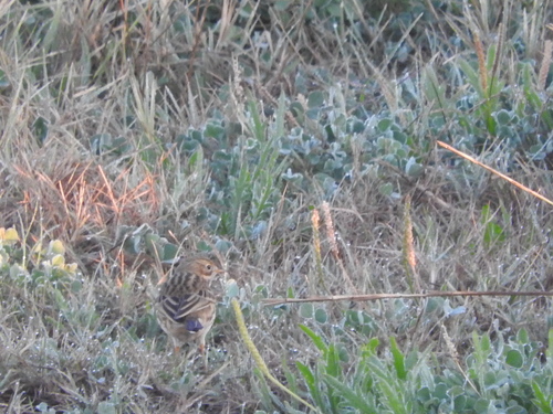 Anthus pratensis