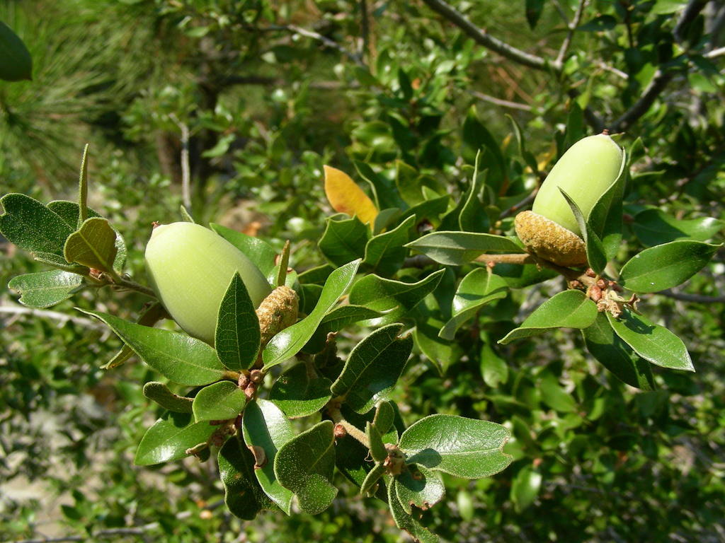 canyon live oak (Trees & Shrubs of the Sunol Region - BioBlitz ...