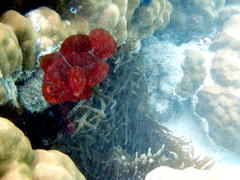 Amphiprion biaculeatus