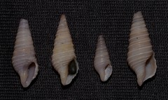 Pulsarella cognata