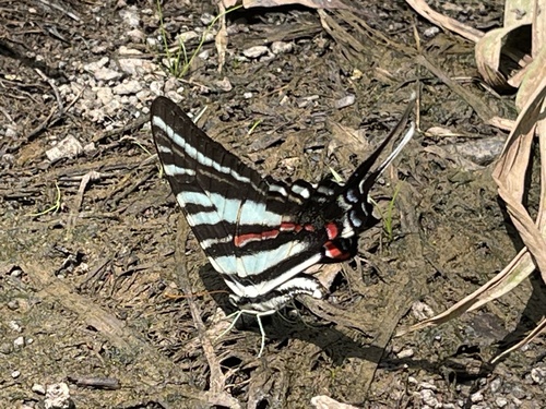 Zebra Swallowtail