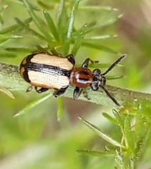Crioceris paracenthesis