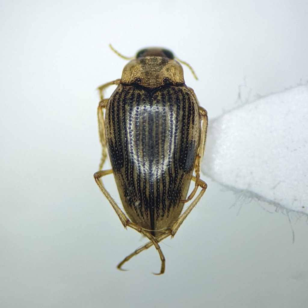 Brychius pacificus