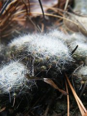 Mammillaria glassii