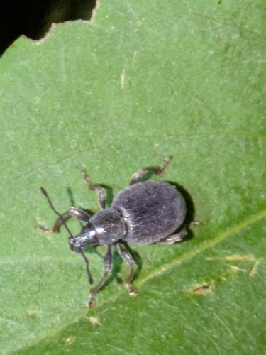 Lilac Root Weevil photo 2