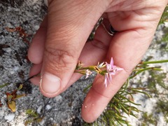 Disa obliqua