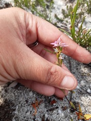 Disa obliqua