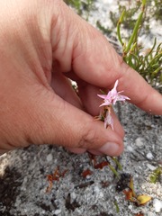 Disa obliqua