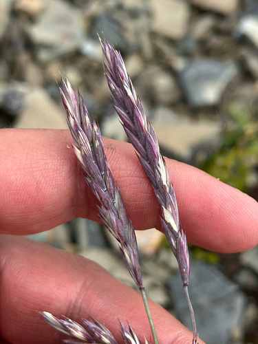 high wildrye (Elymus violaceus)