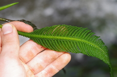 Hydrostachys plumosa image