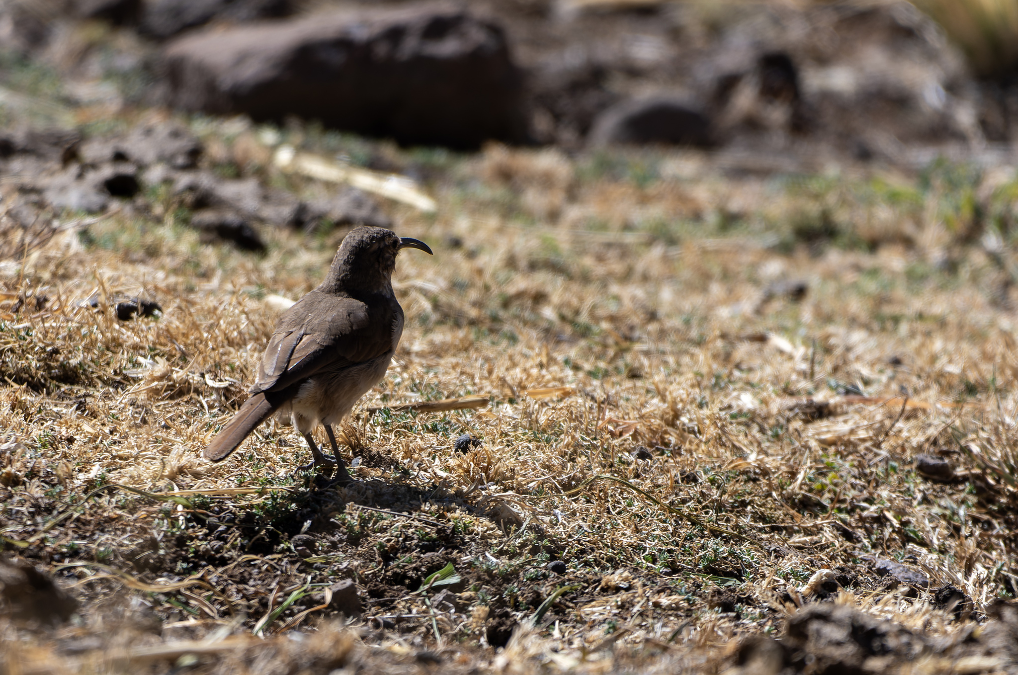 Buff-breasted Earthcreeper (Upucerthia validirostris), photo 9