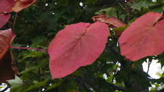 Magnoliopsida