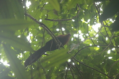 Rhamphococcyx calyorhynchus