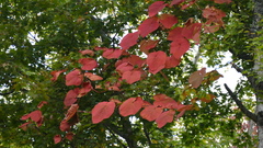 Magnoliopsida