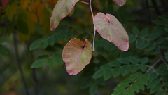 Magnoliopsida